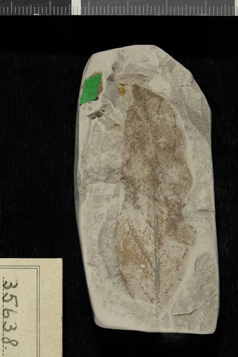 Inga puryearensis Berry