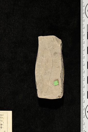 Palaeodendron americanum Berry