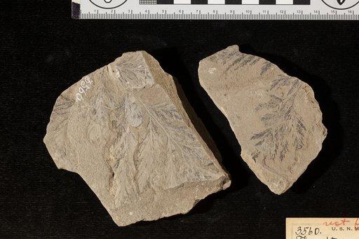 Thyrsopteris rarinervis Fontaine