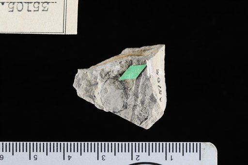 Dalbergia potosiana Berry
