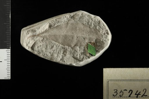 Citrophyllum wilcoxianum Berry