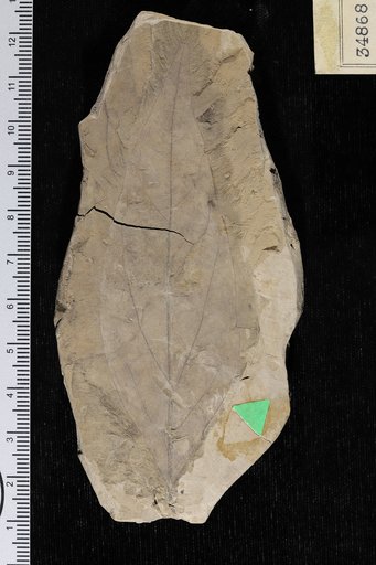Malapoenna cretacea (Lesquereux) Knowlton