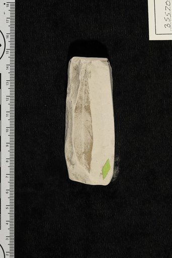 Proteoides wilcoxensis Berry