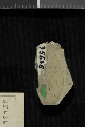 Inga wickliffensis Berry