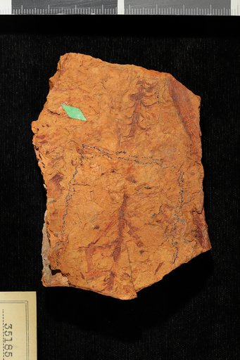 Genus indet. sp indet. Knowlton