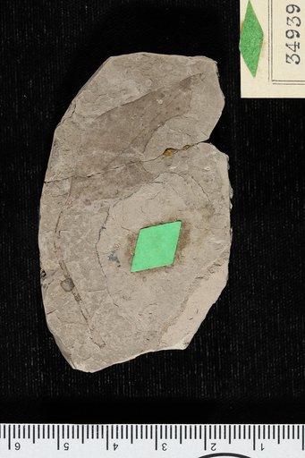 Phyllites shirleyensis Berry
