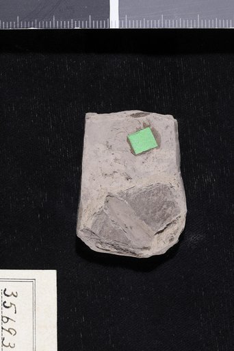Caesalpinites bentonensis Berry