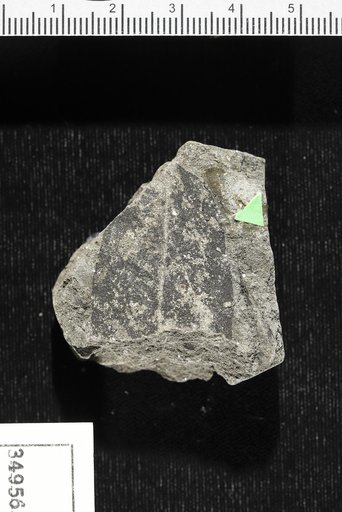 Sapindus sp indet. Berry