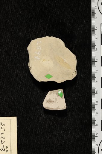 Mimosites variabilis Berry