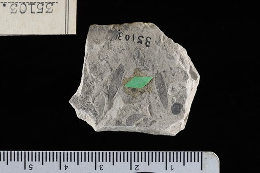 Machaerium eriocarpoides Engelhardt