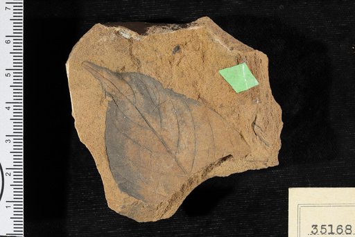 Ficus rhamnoides Knowlton