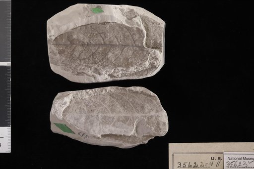 Chrysobalanus inaequalis Berry