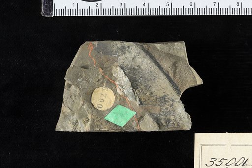 Nilssonia polymorpha Schenk