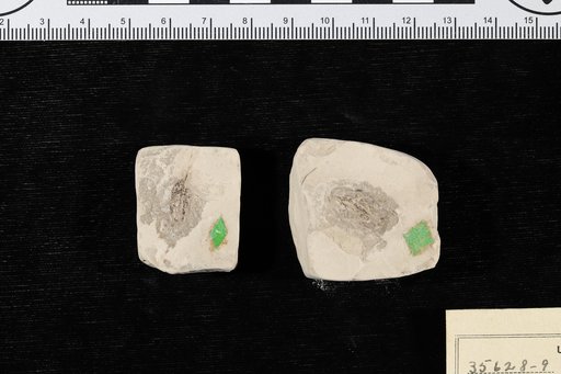 Chrysobalanus eocenica Berry
