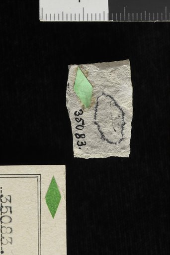 Carpolithes viornaformis Berry