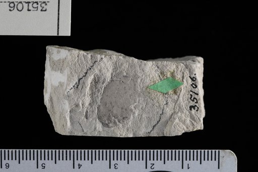 Lonchocarpus obtusifolius Engelhardt