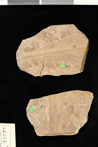 Phyllites wilcoxensis Berry
