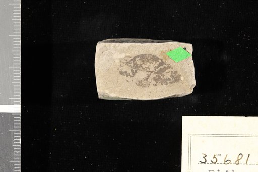 Pithecolobium oxfordensis Berry