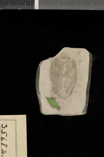 Pithecolobium eocenicum Berry