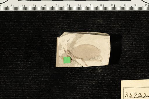 Sophora palaeolobifolia Berry