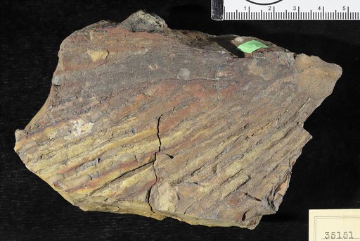 Sabal montana ? Knowlton