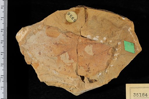 Pterospermites neomexicanus Knowlton