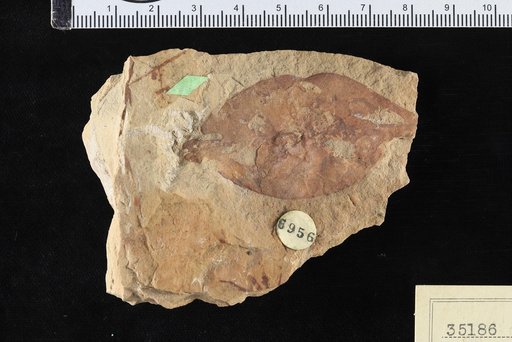 Phyllites neomexicanus Knowlton