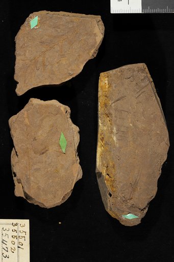 Zamia mississippiensis Berry