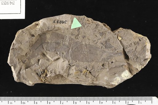 Eucalyptus geinitzi (Heer) Heer