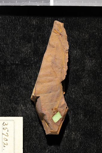 Gleditsiophyllum hilgardianum Berry