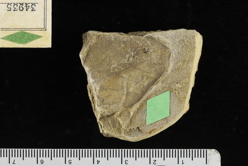 Eorhamanidium cretaceum Berry
