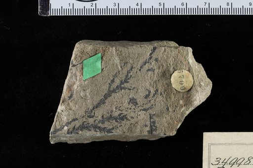 Pagiophyllum falcatum Bartolin