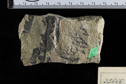 Cladophlebis hirta ? Möller