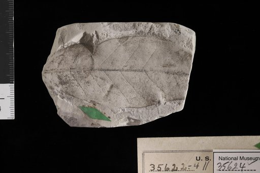 Chrysobalanus inaequalis (Lesquereux) Berry