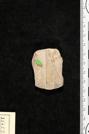 Cassia bentonensis Berry