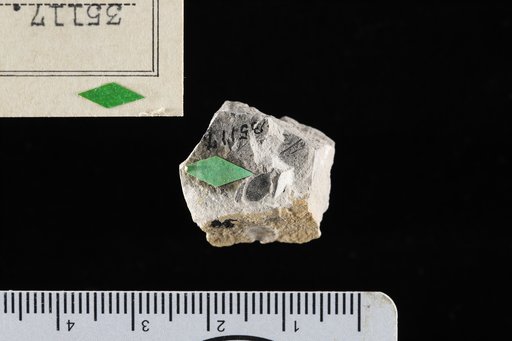 Rubiacites nummularioides Berry