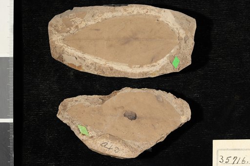 Dalbergites ovatus Berry