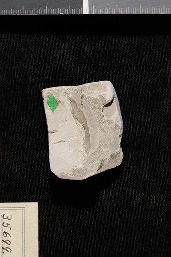 Gleditsiophyllum constrictum Berry