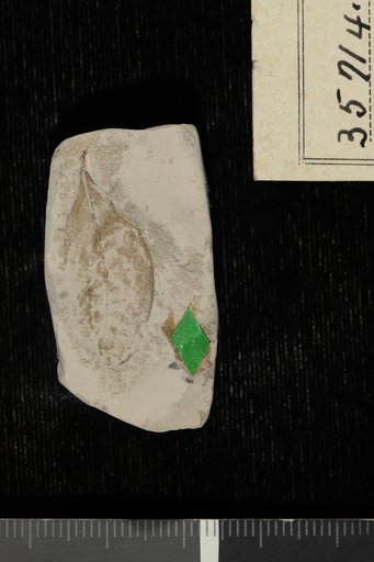 Dalbergia tennesseensis Berry