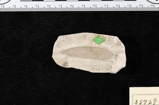 Cedrela mississippiensis Berry