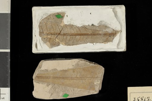 Phyllites sp Berry