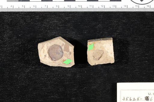 Chrysobalanus eocenica Berry