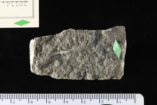Terminalia singewaldi Berry