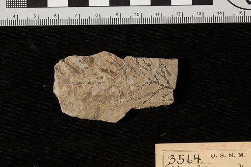 Sphenolepidium virginicum Fontaine