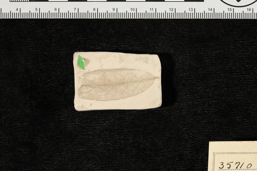 Simaruba eocenica Berry