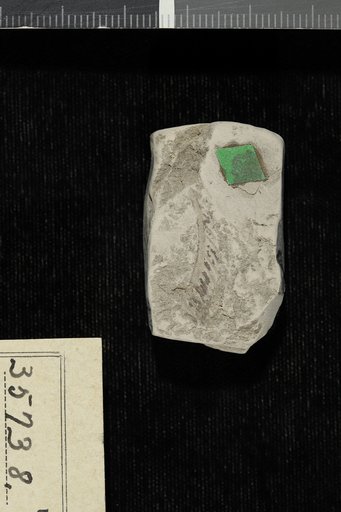Leguminosites prefoliatus Berry