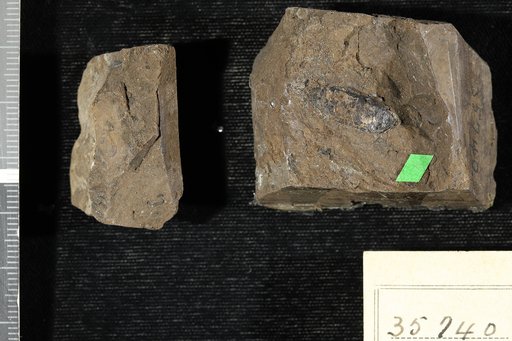 Leguminosites wickliffensis Berry