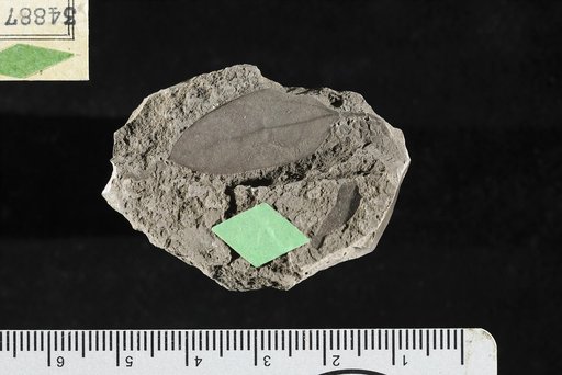 Leguminosites ingaefolia Berry