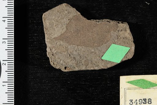 Phyllites pistiaeformis Berry