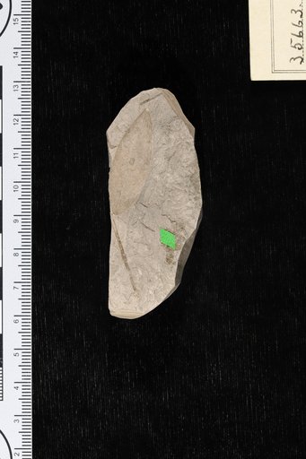 Cassia tennesseensis Berry